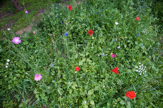 Flowers in the Front Yard