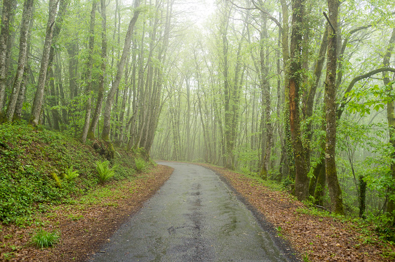 Random image: Foggy Afternoons and Green Forests