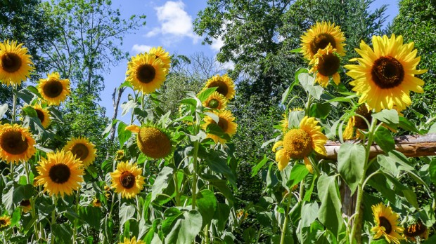 Lena's Sunflowers