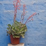 Random image: Flower Pot on Blue Wall