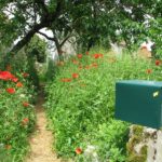 Random image: Poppies and the Mailbox