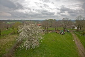 The back yard with with cherry tree in full blossom