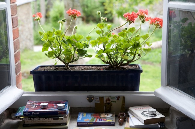 Geraniums, Tyler's Photo, and Some Books