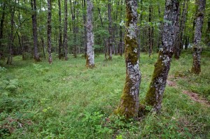 Green Oak Forest