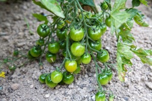 Shiny Green Cherry Tomatoes