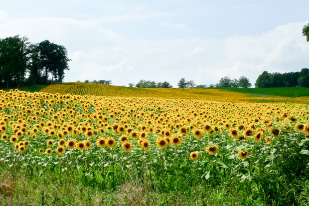 Sunflowers in La Creuse