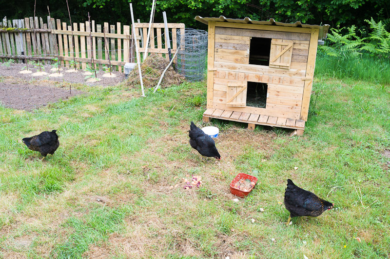 Random image: Chicken Yard