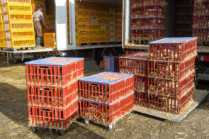 Caged poultry being unloaded