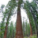 Random image: Sequoia Forest