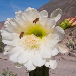 Random image: Bees on  Cactus Flowers